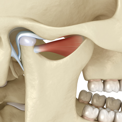 illustration of jaw joint