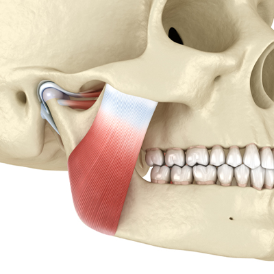 illustration of jaw muscle