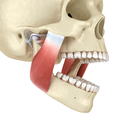 illustration of jaw joint